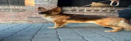 German Shepherd dogs for sale:  German Shepard puppies - Advert 1