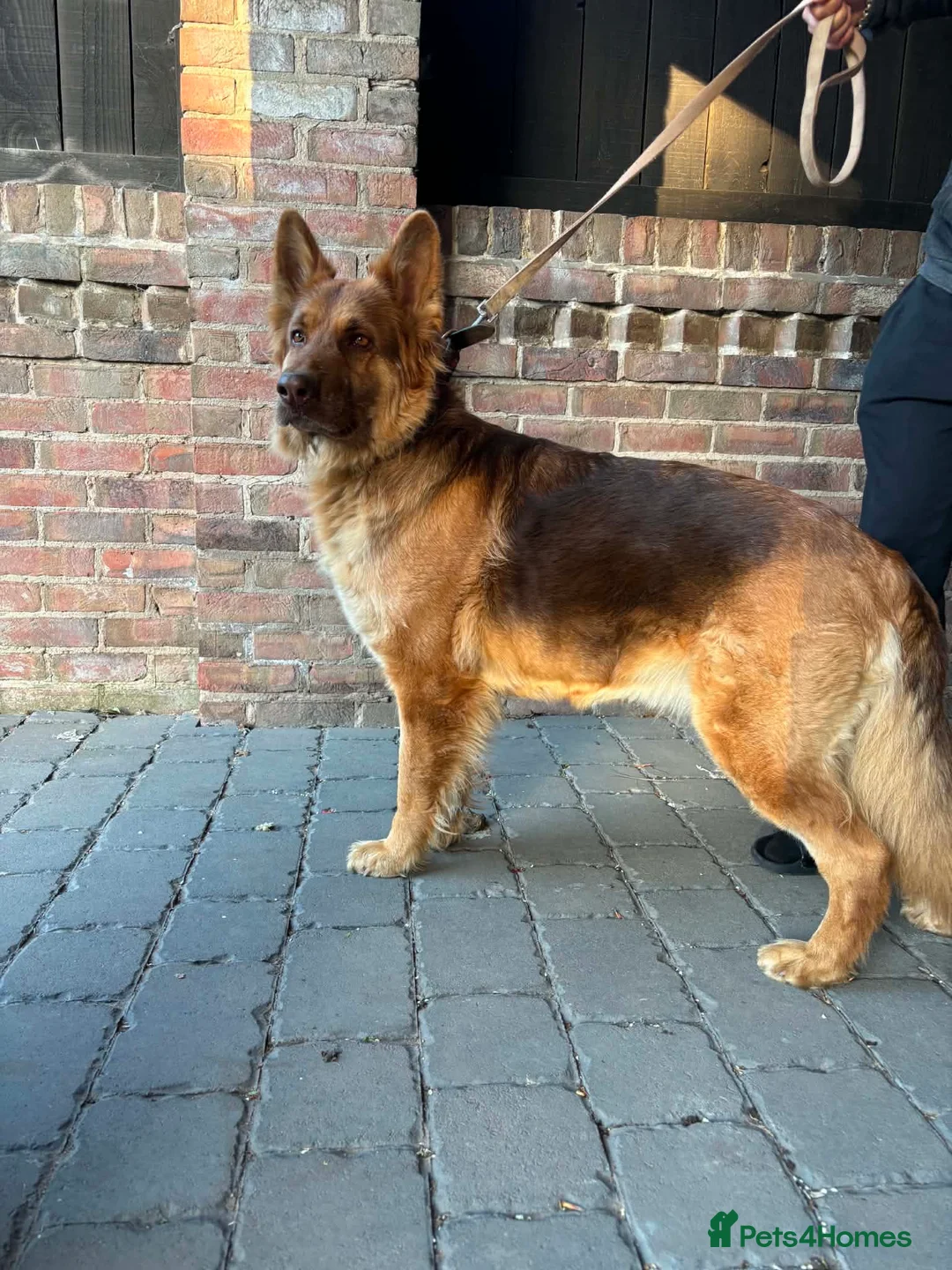 German Shepherd dogs for sale:  German Shepard puppies - Advert 1