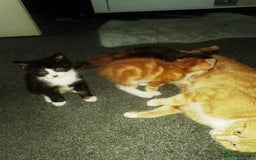 Mixed Breed cats for sale: Gorgeous kittens ready for new home now - Image 9