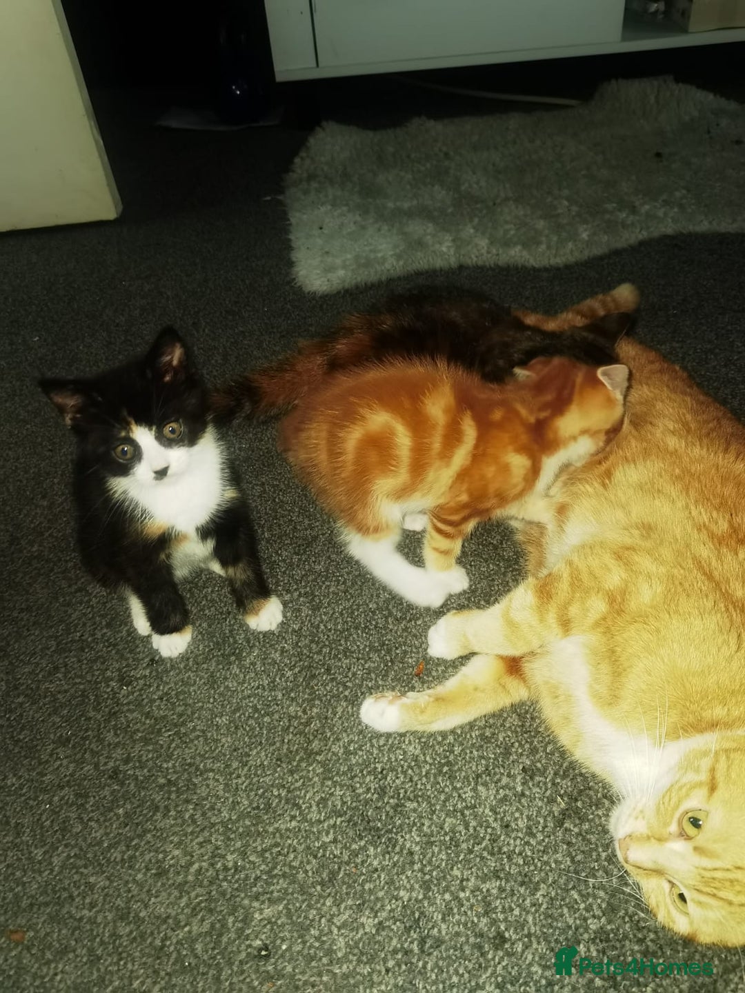 Mixed Breed cats for sale: Gorgeous kittens ready for new home now - Image 9