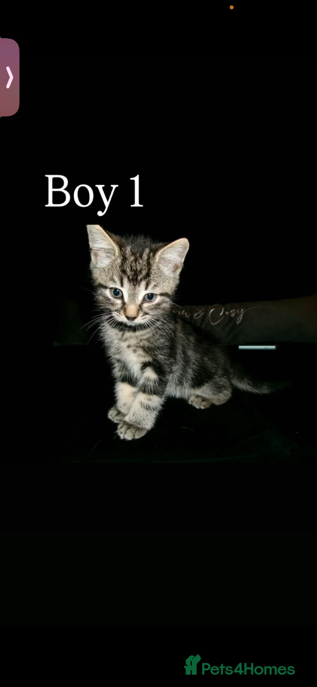 Mixed Breed cats for sale: Panther and bengal mixed kittens  - Advert 2