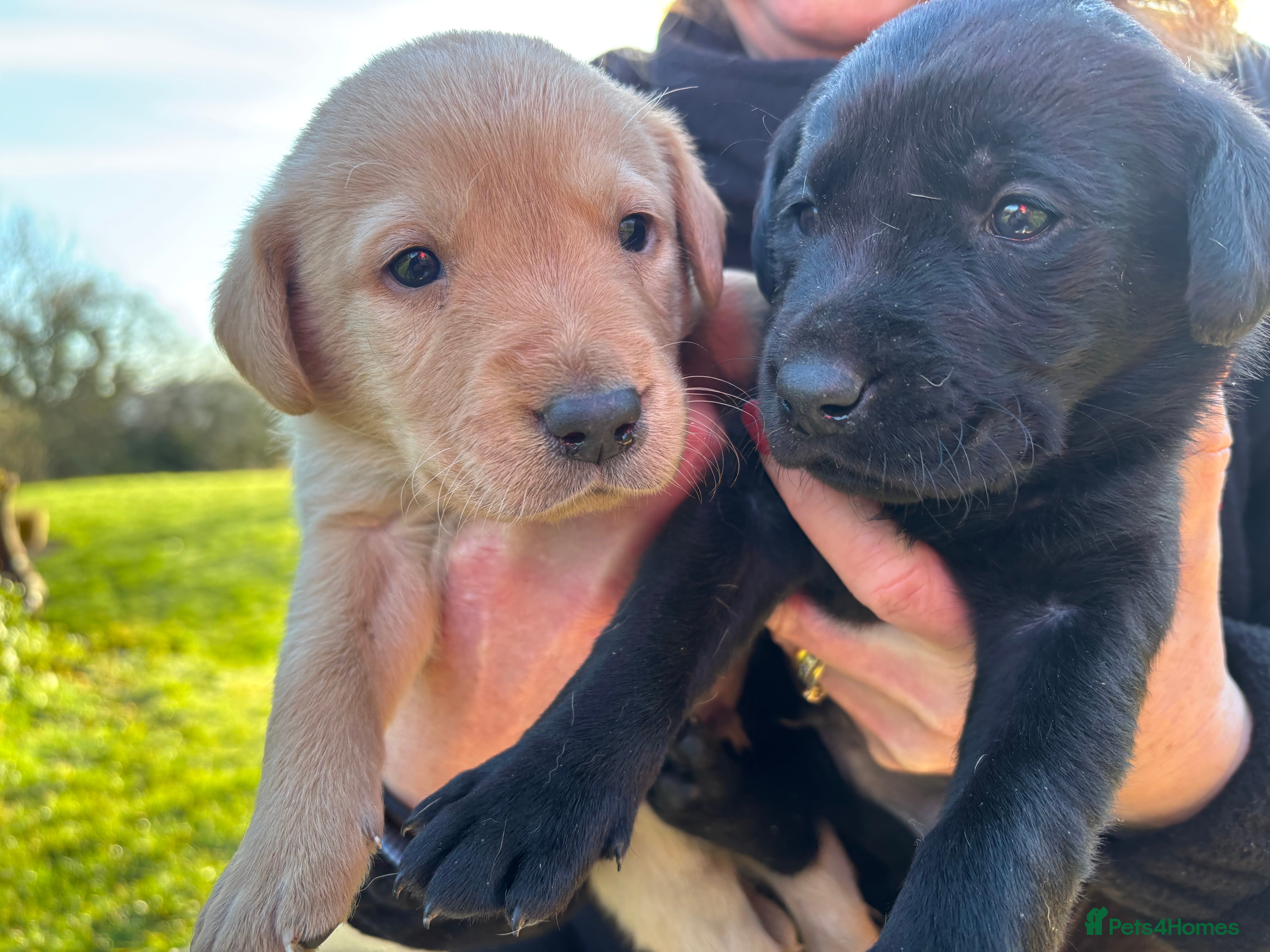 Labrador Retriever dogs Labrador Retriever Puppies  - Advert 1