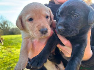 Labrador Retriever dogs Labrador Retriever Puppies - Advert 1