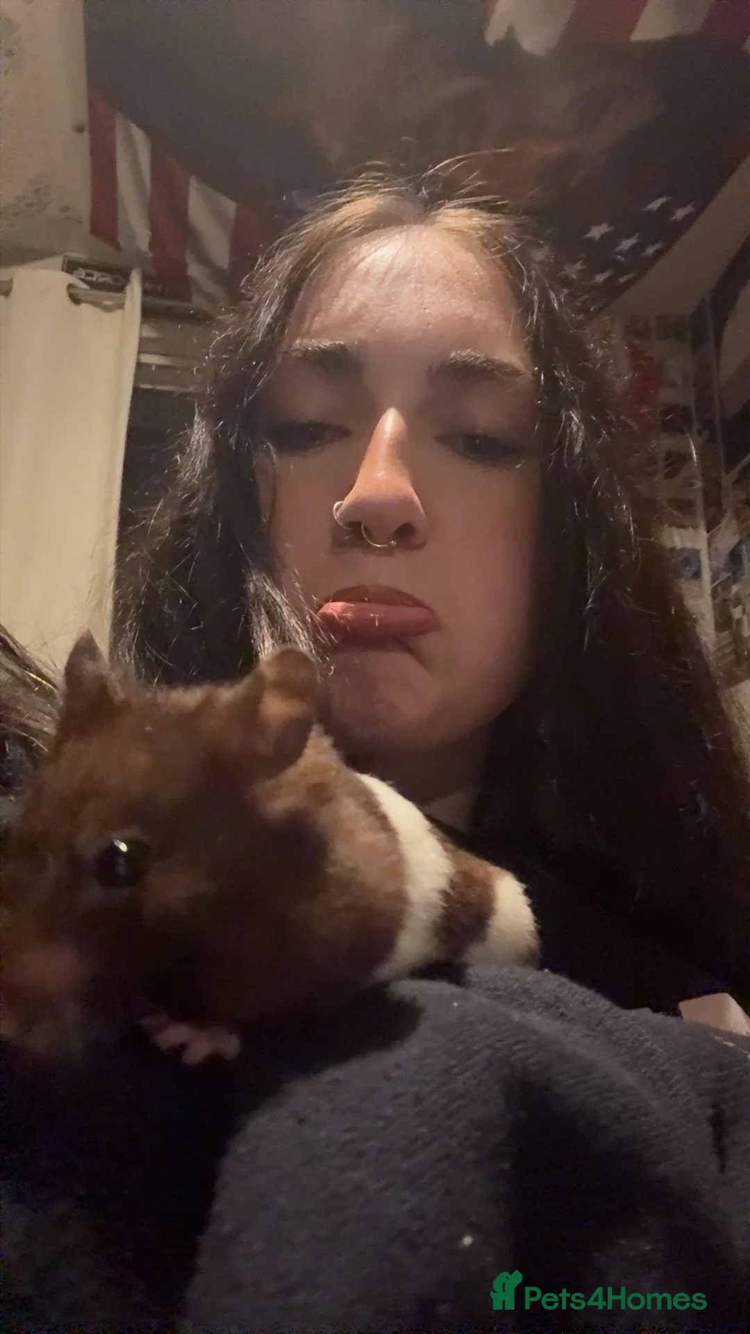 Hamster rodents for sale: banded brown and white syrian hamster  in Swansea - Advert 2