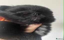 Pomeranian dogs for sale: Pomeranian puppies  - Image 28