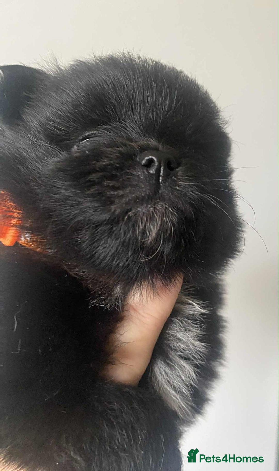 Pomeranian dogs for sale: Pomeranian puppies  - Image 28