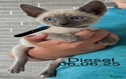 Siamese cats for sale: Blue Point Siamese  - Image 11