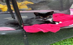 Mixed Breed cats for sale: Mix breed kittens  - Image 8