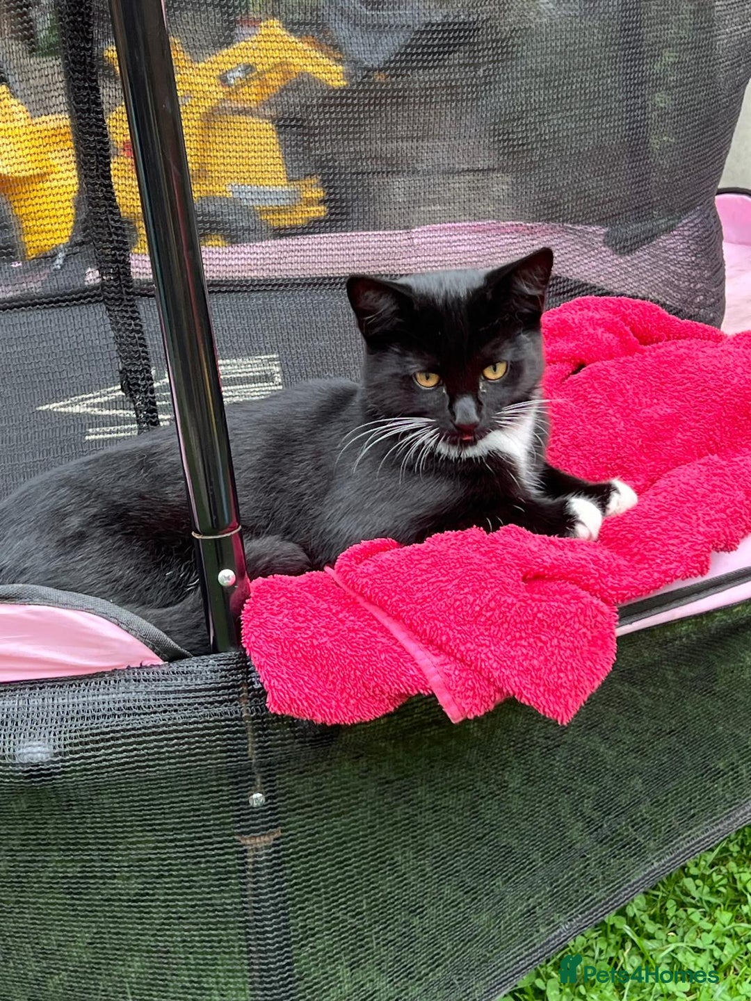 Mixed Breed cats for sale: Mix breed kittens  - Image 8