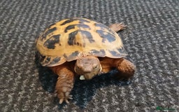 Tortoise reptiles for sale: FREE MALE HERMANN TORTOISE  (gone pending pick up) - Image 1