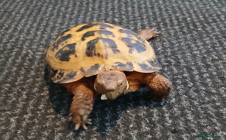 Tortoise reptiles - Advert 3