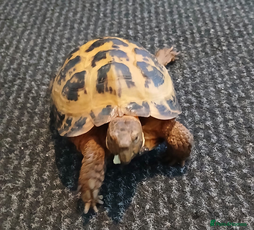 Tortoise reptiles for sale: FREE MALE HERMANN TORTOISE  (gone pending pick up) - Image 1