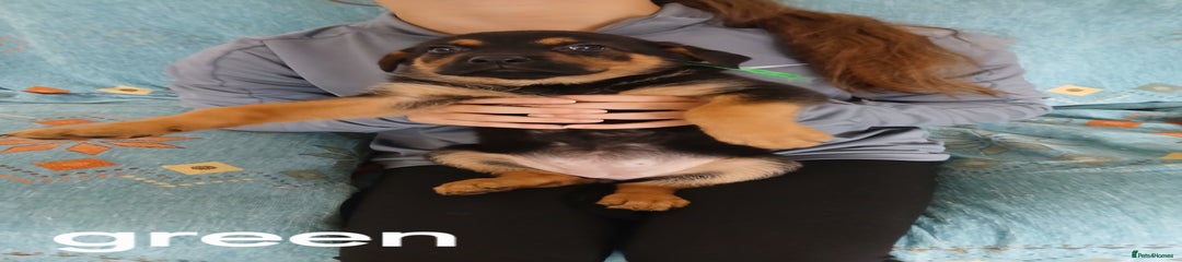 Mixed Breed Puppy 4