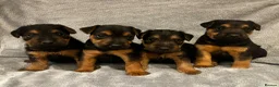Lakeland Terrier dogs for sale: Beautiful Lakeland  - Advert 4