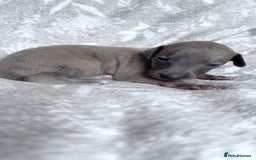 Whippet dogs for sale: OUTSTANDING PRESTIGIOUS LAGUNA BLUE WHIPPETS! KC - Image 24
