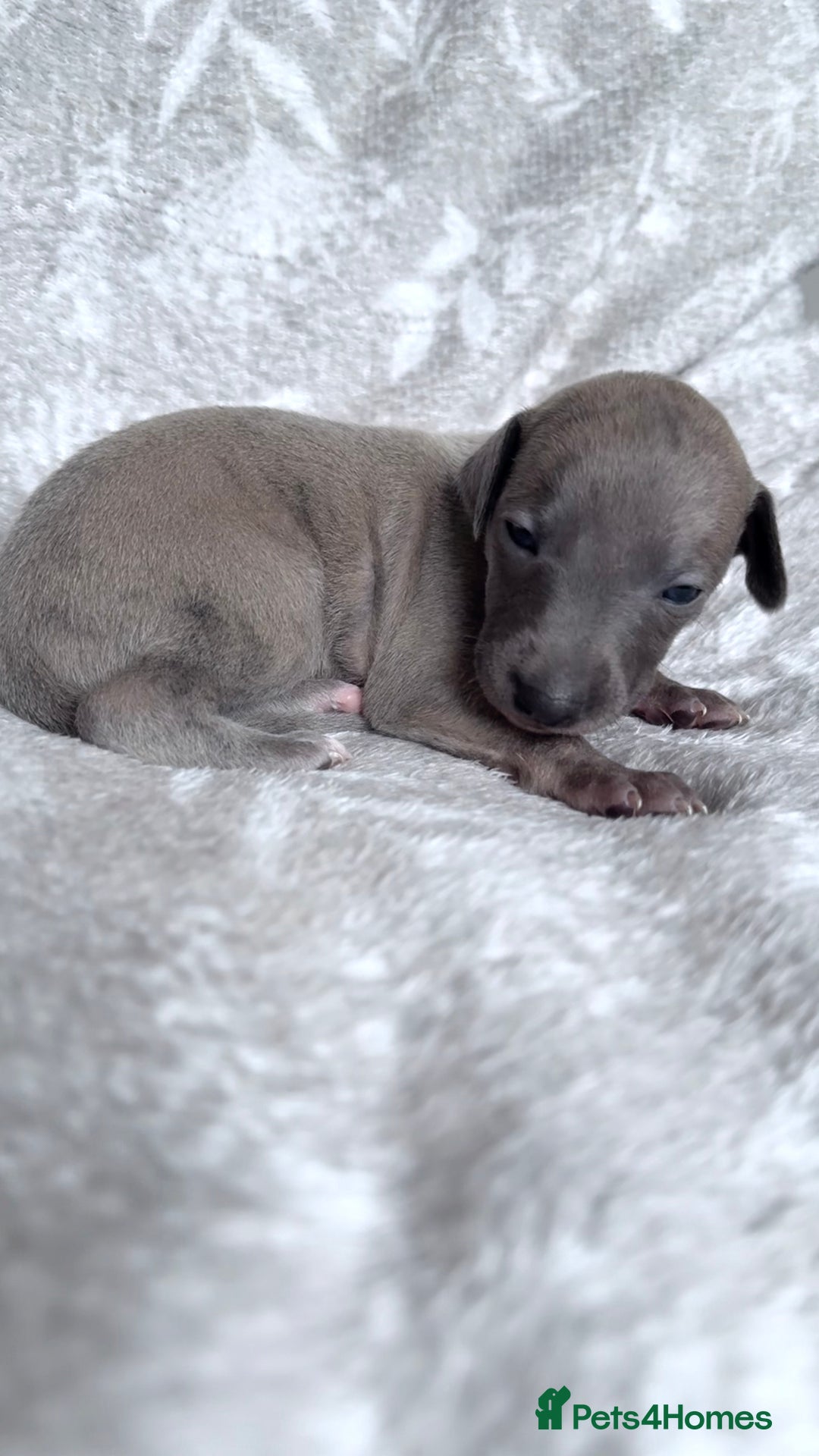 Whippet dogs for sale: OUTSTANDING PRESTIGIOUS LAGUNA BLUE WHIPPETS! KC - Image 24