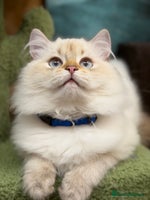 British Shorthair cats - Advert 6