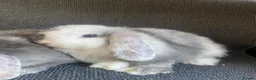 Mini Lop rabbits for sale: Mini lop litter. A pair for £60 - Advert 3