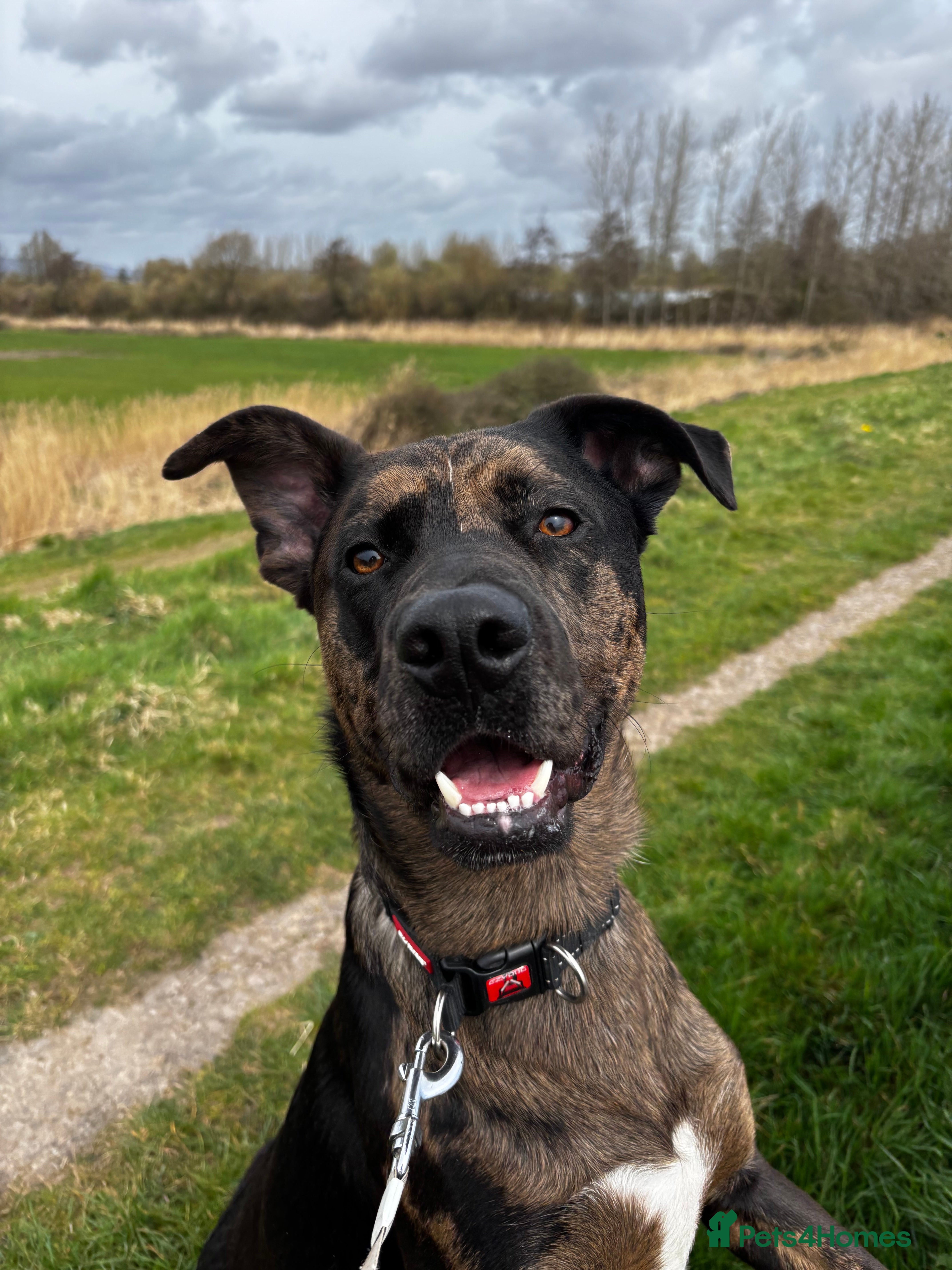 Mixed Breed dogs Groot - German Shephard Mix - Advert 8