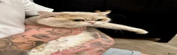 British Shorthair cats for sale: 🩵 British Shorthair/Scottish straight male 💙  - Advert 4