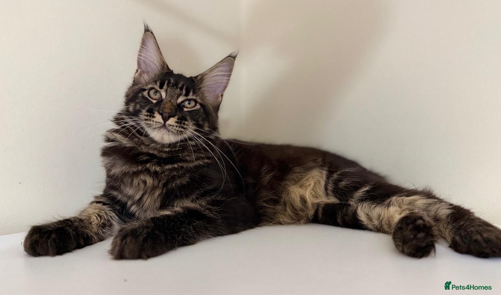 Maine Coon cats Ready for home pure bred maine coon kittens - Advert 17