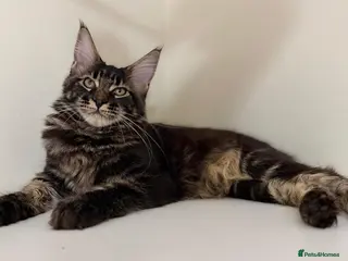 Maine Coon cats Ready for home pure bred maine coon kittens - Advert 17