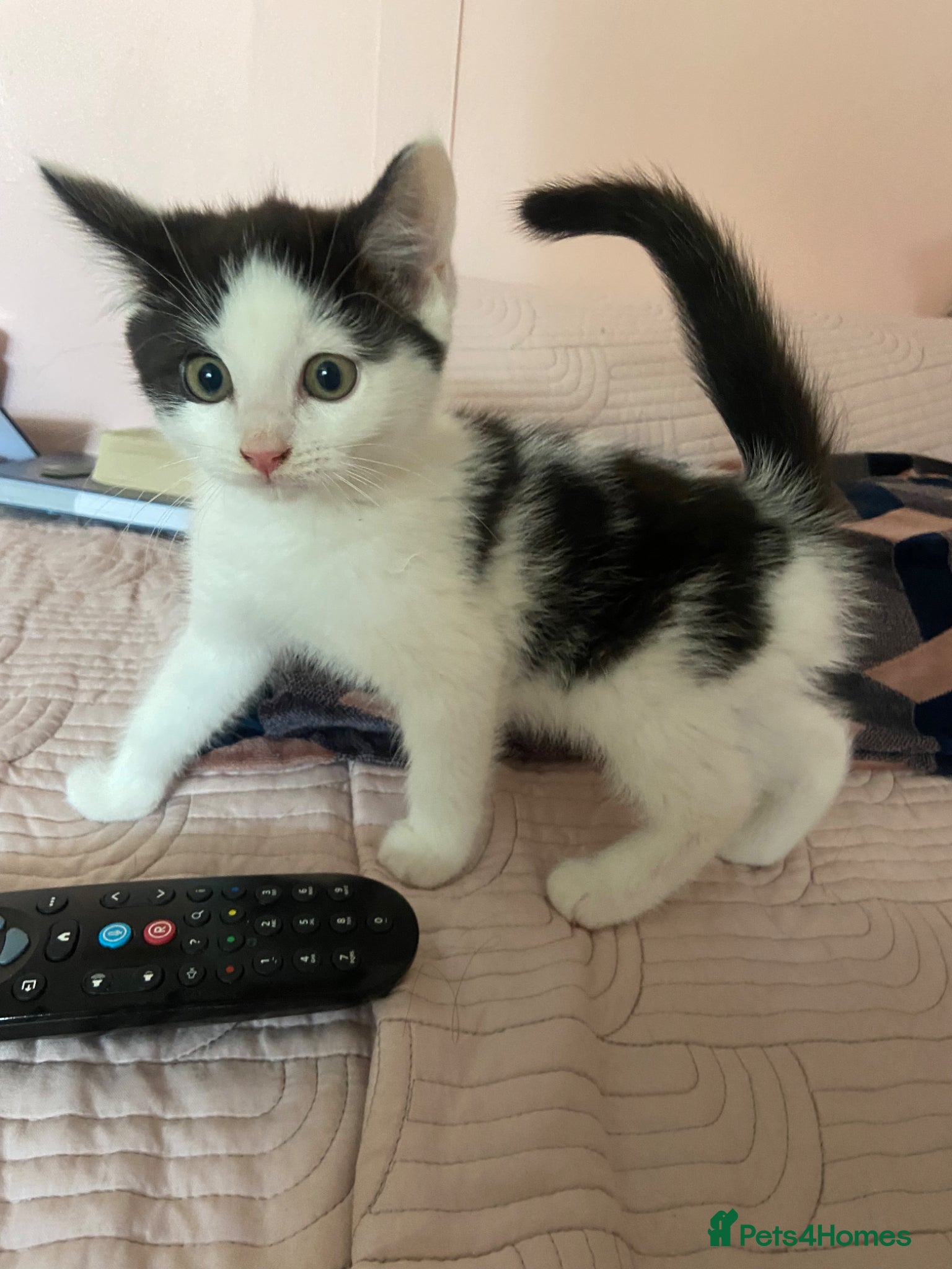 Ragdoll cats Reduced! Beautiful kitten reduced last one - Advert 1