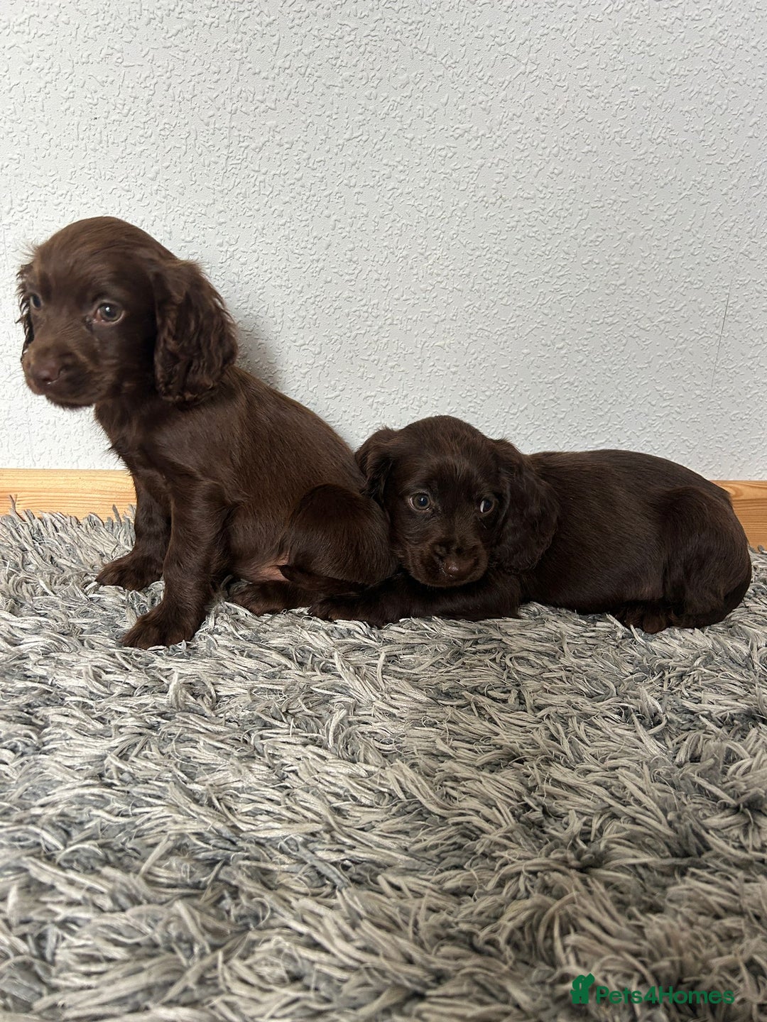 Cocker Spaniel dogs for sale: Cocker spaniel puppies - Image 13