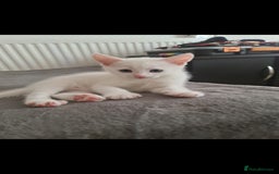 Domestic Shorthair cats for sale: 2 white kittens ready to move into their new homes - Image 13