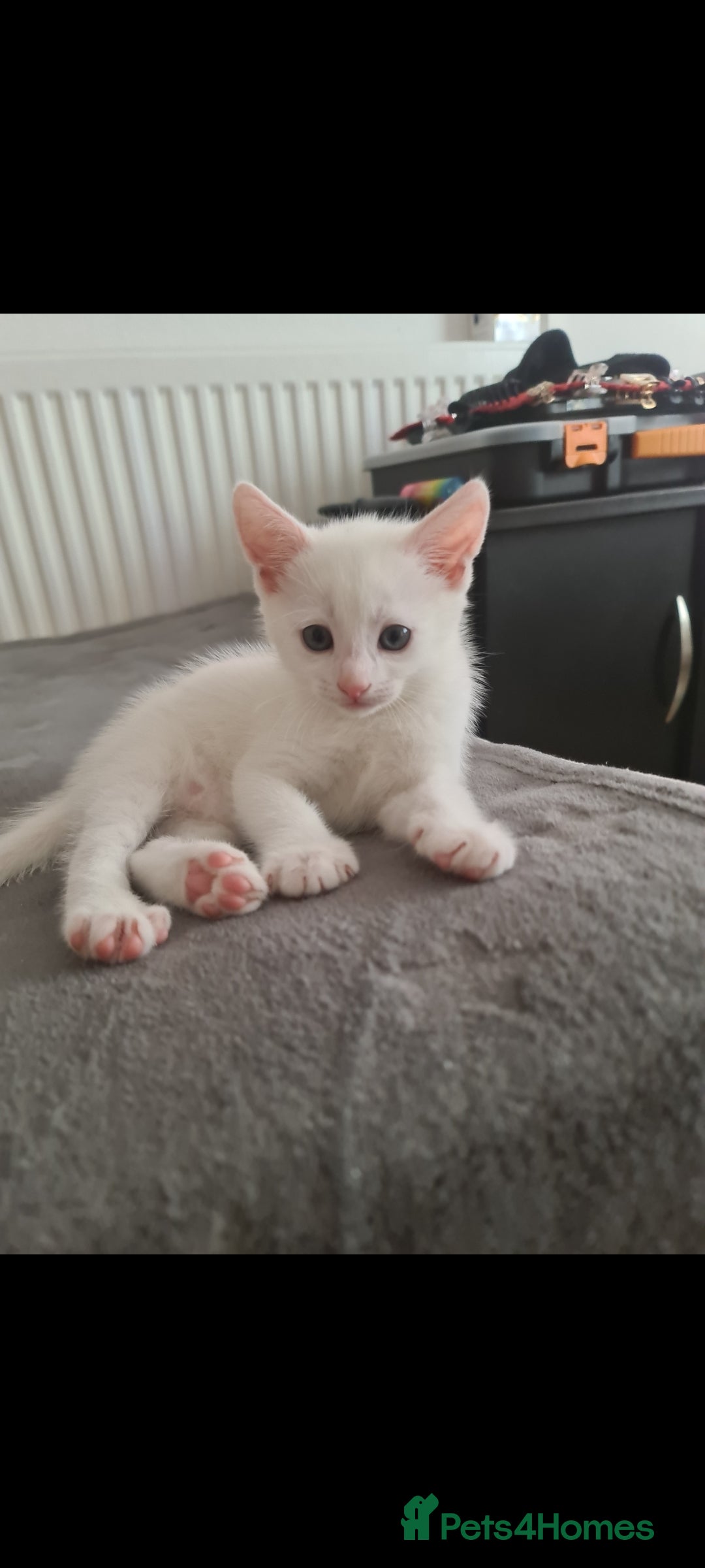 Domestic Shorthair cats for sale: 2 white kittens ready to move into their new homes - Image 13