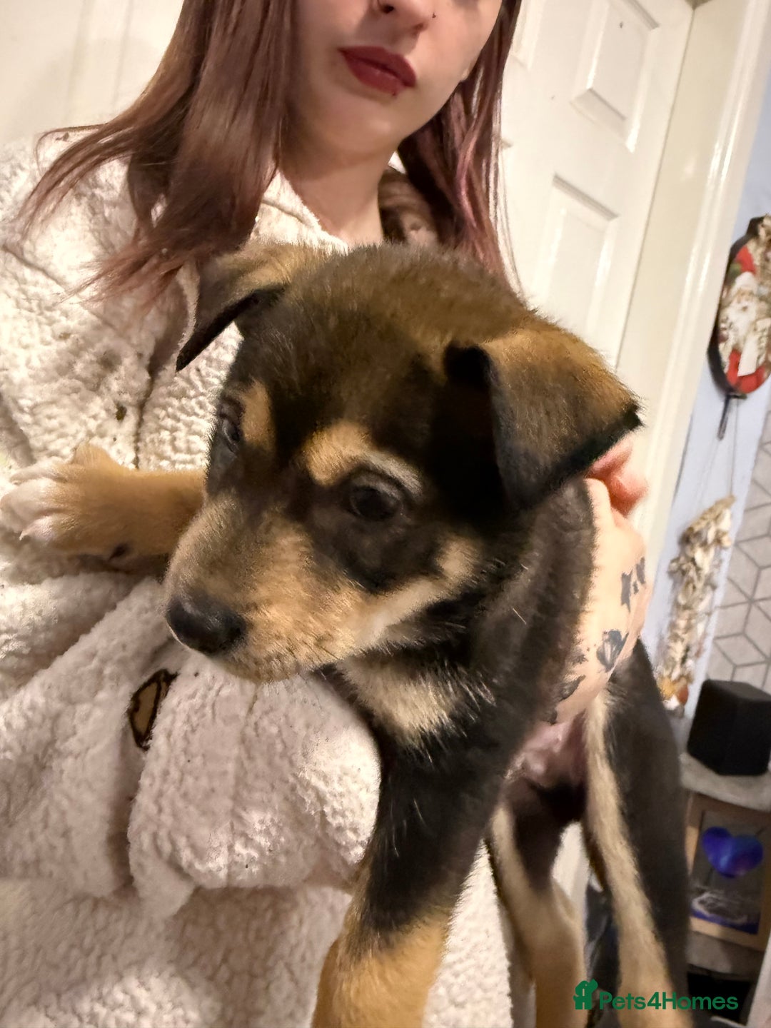 Mixed Breed dogs for sale: Malamute x puppies - Advert 13