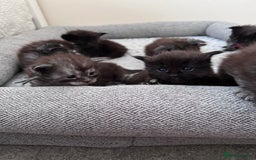Maine Coon cats for sale: Reserve your dream kitten now - Image 20
