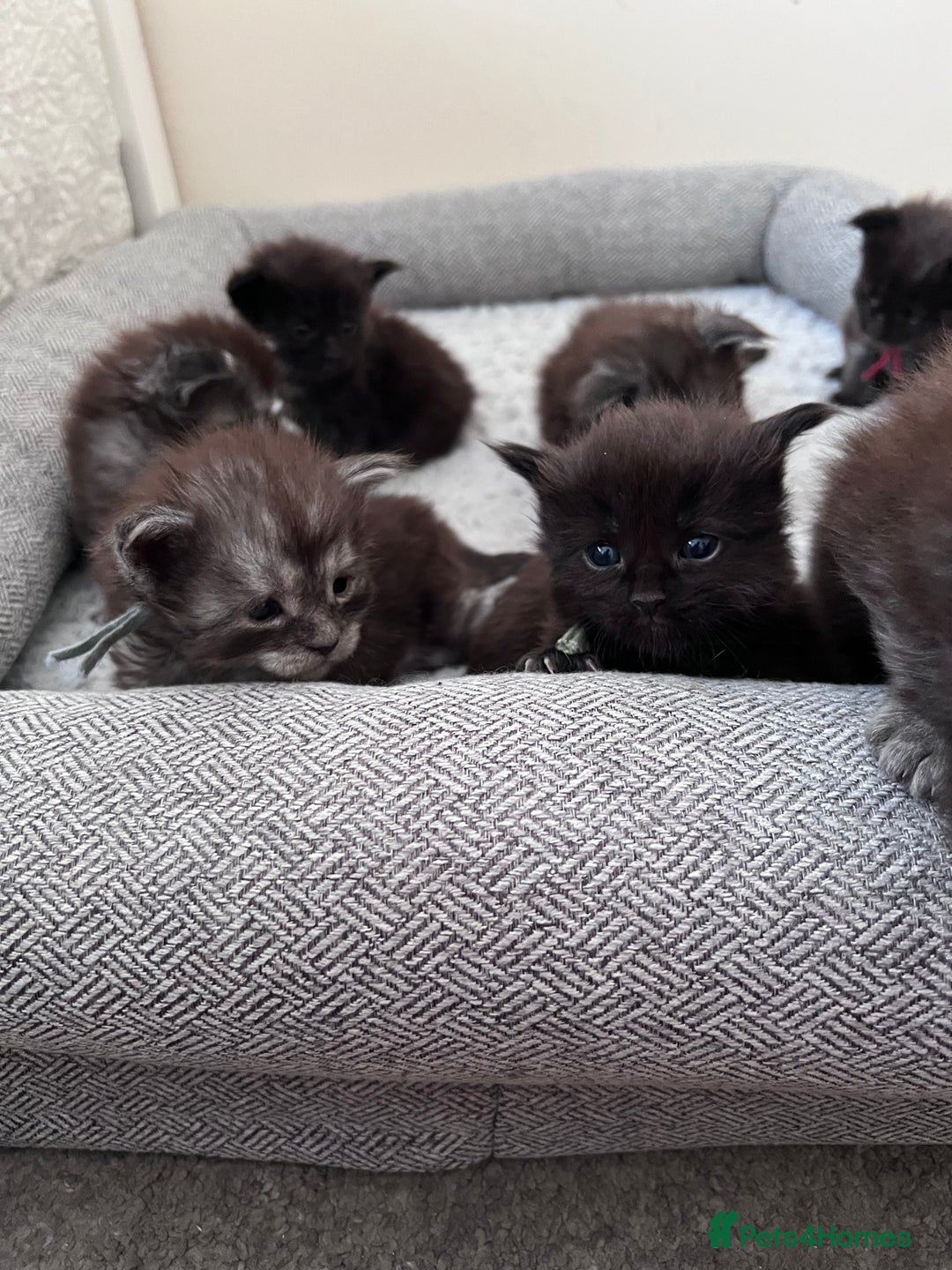 Maine Coon cats for sale: Reserve your dream kitten now - Image 20