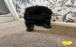 German Shepherd dogs for sale: German shepherd puppies  - Image 10