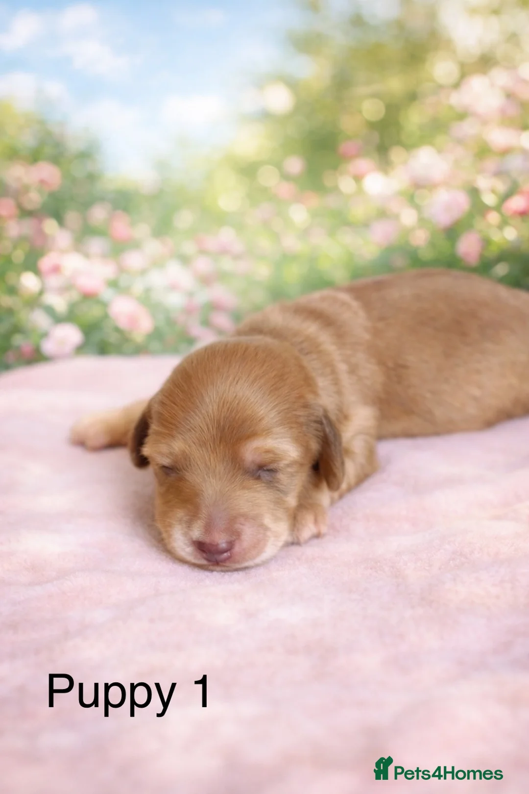 Miniature Dachshund dogs for sale: KC registered long haired miniature dachshund  - Advert 1