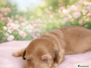 Miniature Dachshund dogs KC registered long haired miniature dachshund - Advert 17