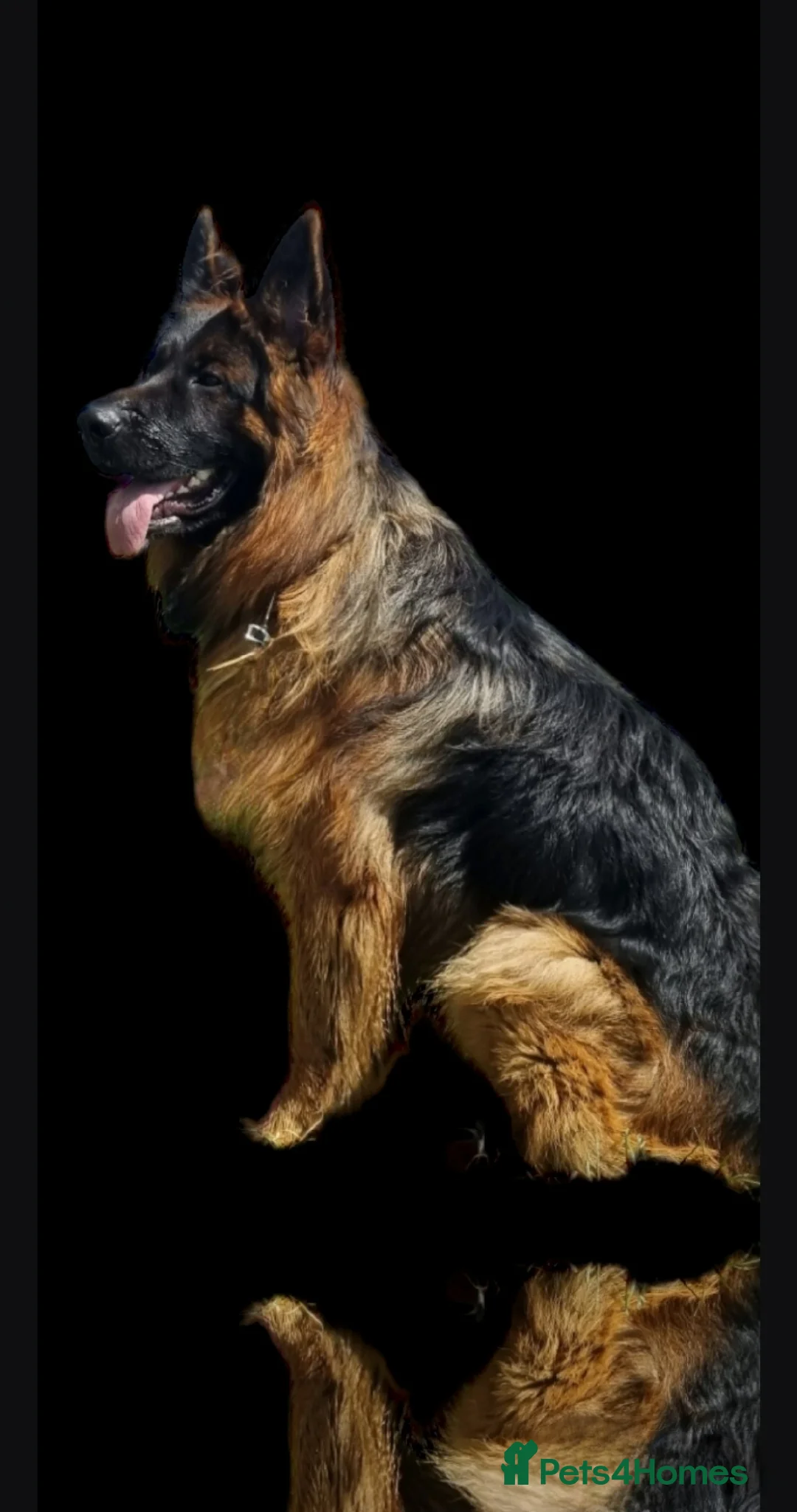 German Shepherd dogs for stud: STUD Mustang german shepherd KC  in Stoke-on-Trent - Advert 14