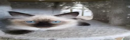 Ragdoll cats for sale: GCCF Registered Ragdoll Kittens  - Advert 15