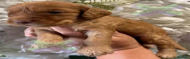 Cockapoo 2