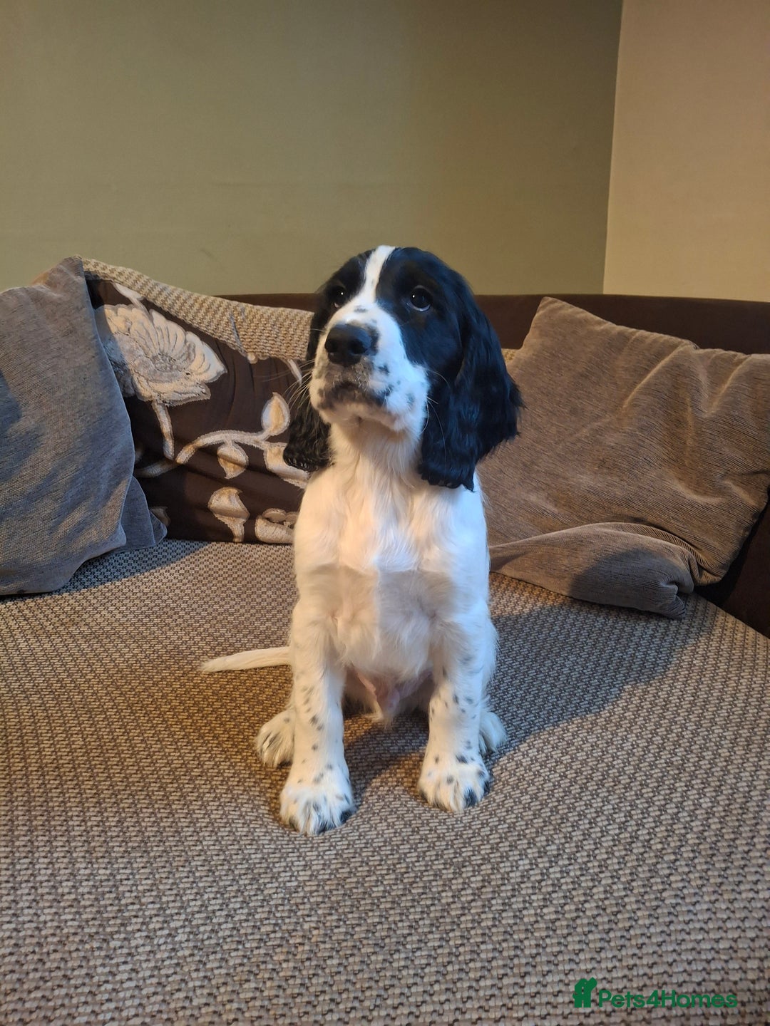 Cocker Spaniel dogs for sale: Our last pup - Ready now - KC Reg cocker spaniel! - Advert 34