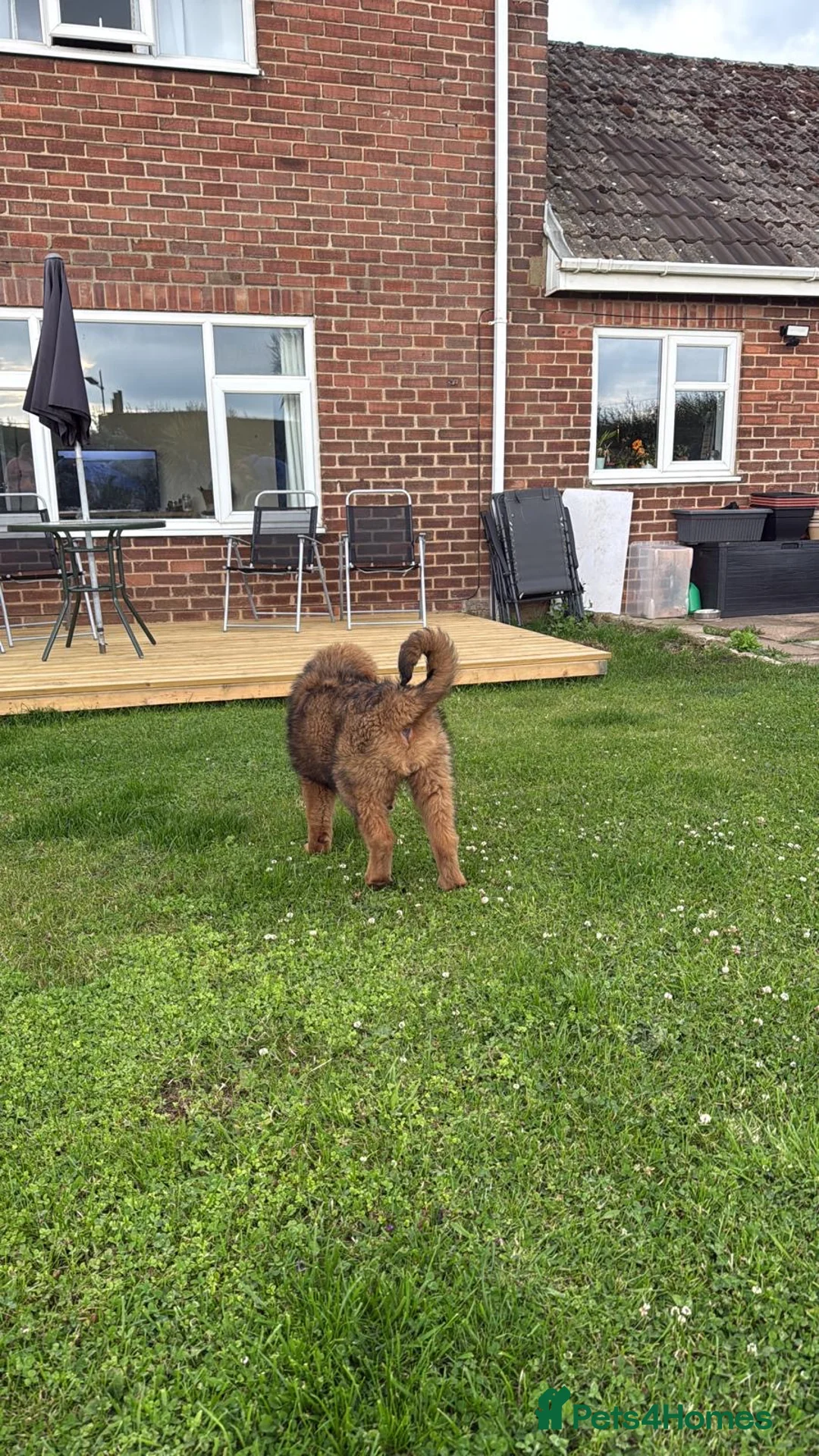 Tibetan Mastiff dogs for sale: Tibetan mastiff puppy  - Advert 2