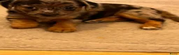 Mixed Breed dogs for sale: Dashund and Yorkshire terrier puppies - Advert 18