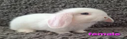 Mini Lop rabbits for sale: Adorable Mini Lop Baby Rabbits For Sale - Advert 8