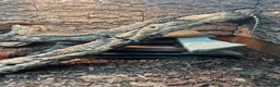 Monitor reptiles for sale: Kimberley rock monitor for sale in Merthyr Tydfil - Advert 1