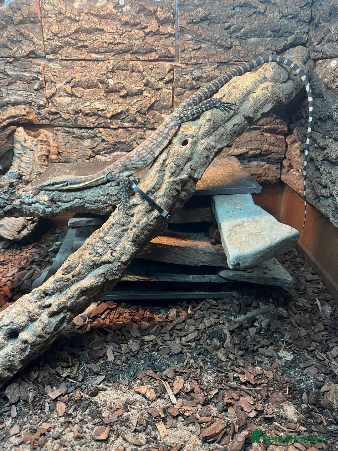 Monitor reptiles for sale: Kimberley rock monitor for sale in Merthyr Tydfil - Advert 1
