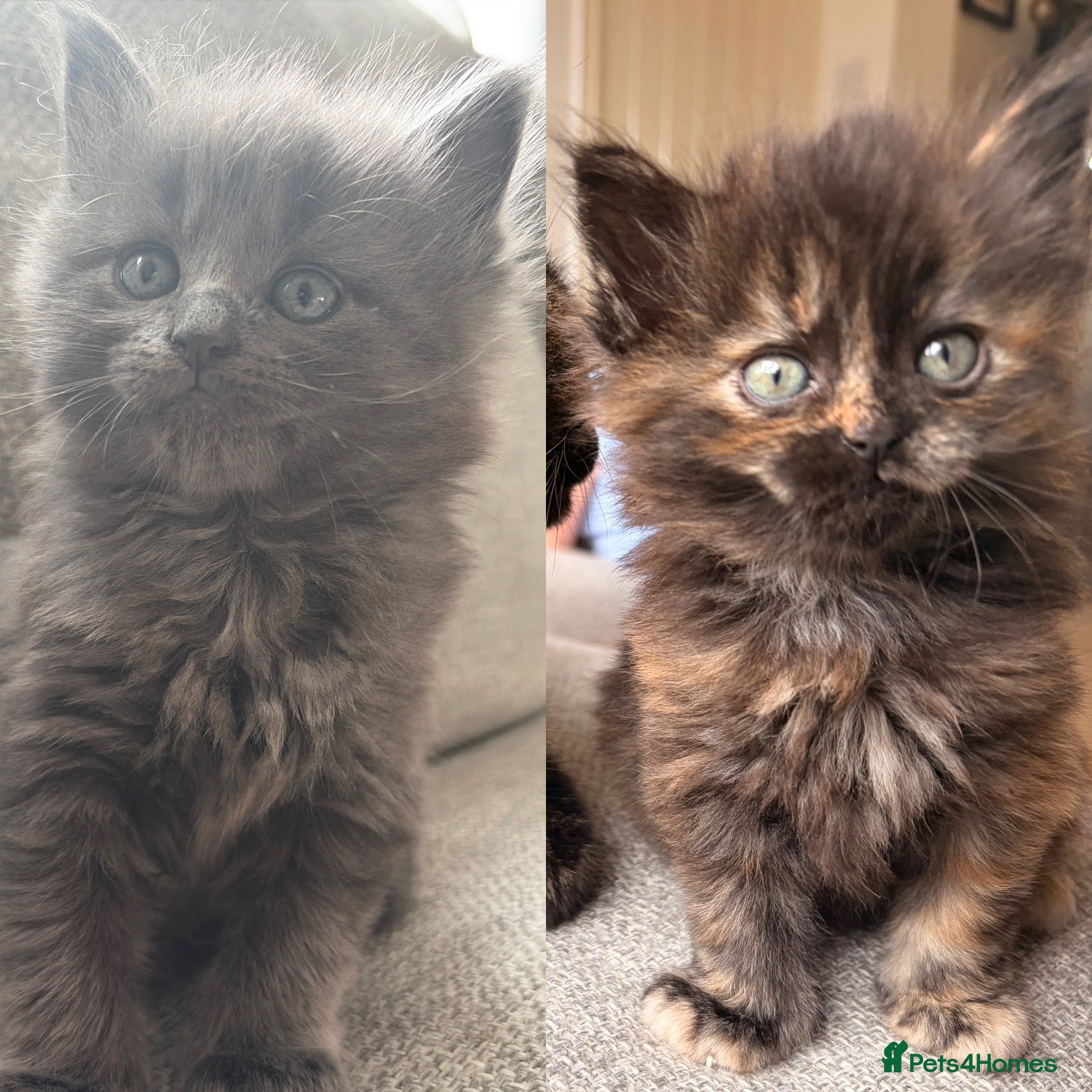 British Shorthair cats Beautiful BSH X Maine coon babies, 2 girls left - Advert 8
