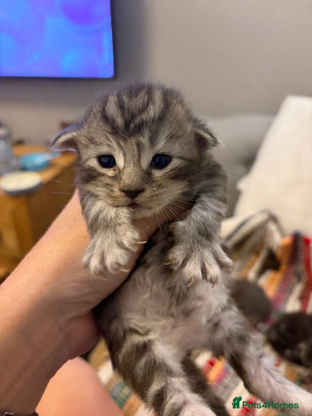 Maine Coon cats for sale: Last little girl - ready now - Advert 26