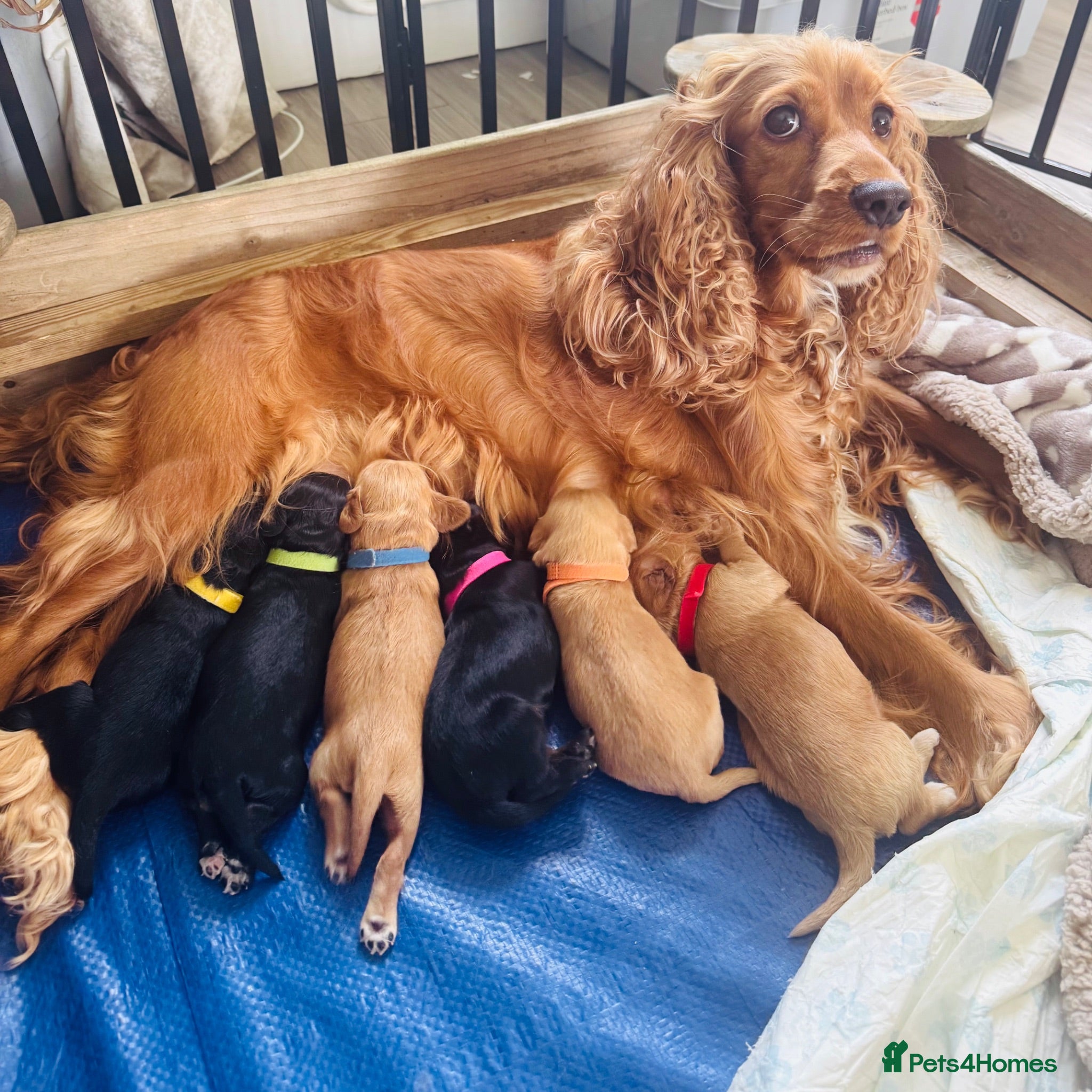 Cockapoo dogs Cockerpoo pups  - Advert 2