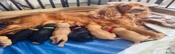 Cockapoo dogs for sale: Cockerpoo pups  in Kettering - Advert 1