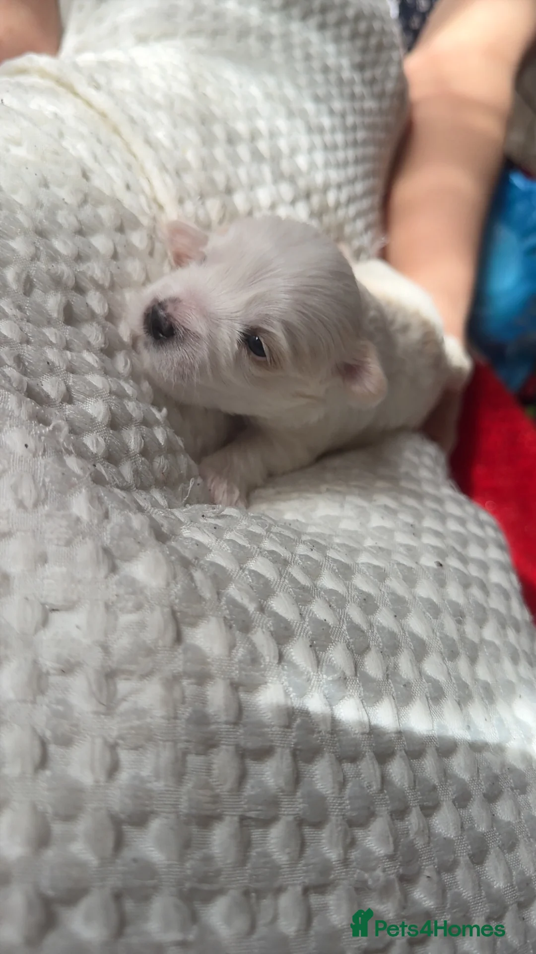 Morkie dogs for sale: Morkie Puppies - Advert 5